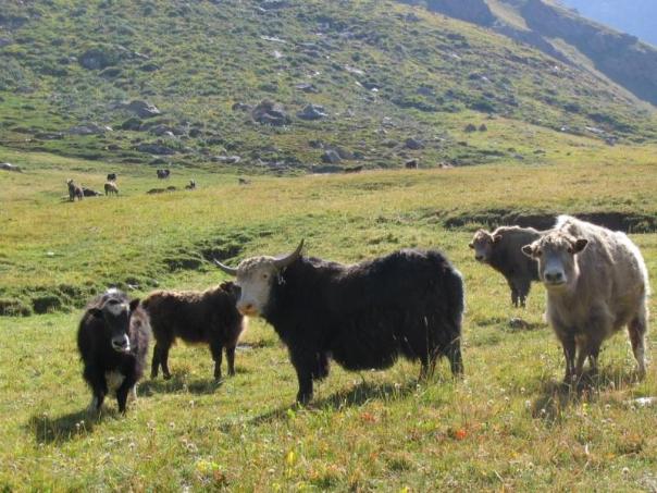 Алайская долина