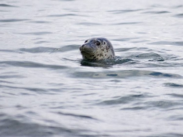 Фауна Сахалина