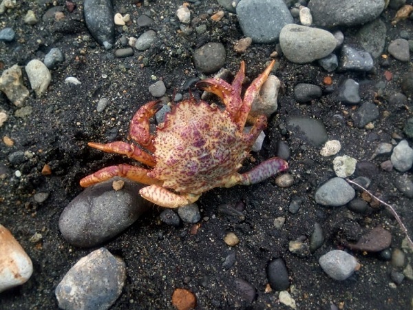 Поход по Кунаширу