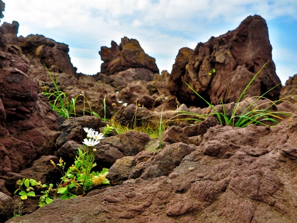 Природа острова Итуруп