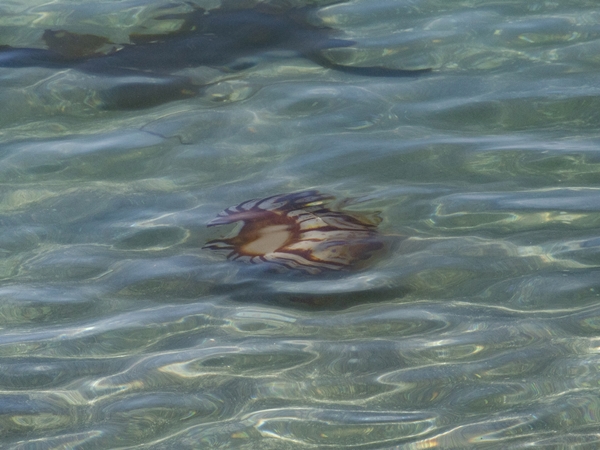 Природа острова Итуруп