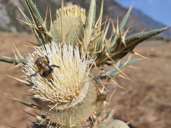 Азиатская Патагония