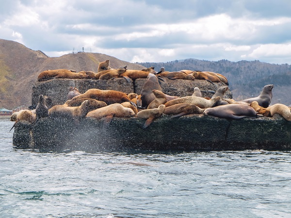 Фауна Сахалина