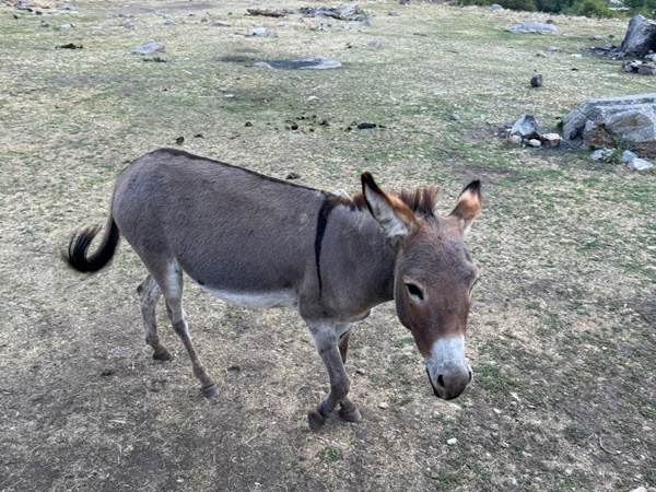 Поход по Северному Тянь-Шаню